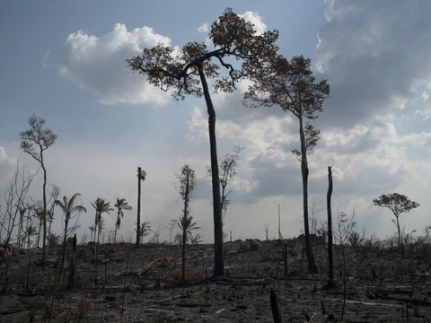 Brésil: la déforestation en Amazonie au plus bas au 1er semestre