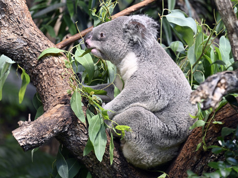 Au zoo de Zurich, le koala est le champion de la détente