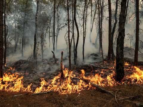 Forêt de Fontainebleau: les incendies ont parcouru plus de 1900 ha
