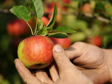 Comment le fruit est devenu un objet de profit au fil de l'histoire