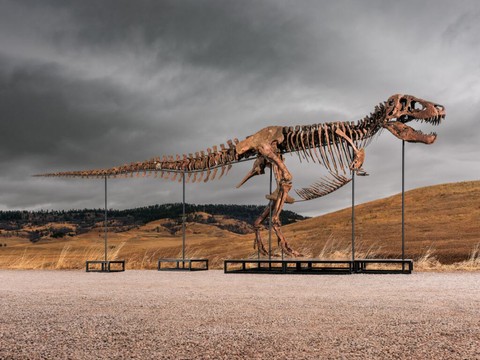 Un T-Rex vendu 50 millions de dollars à New York