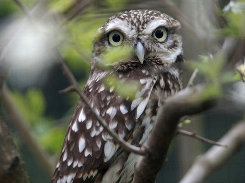 Récompense pour un projet trinational pour la chevêche d'Athéna