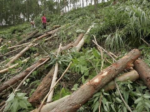 Le recul de la déforestation n'est pas lié aux entreprises