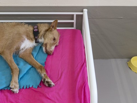 Canicule: comment prendre soin de ses animaux de compagnie?