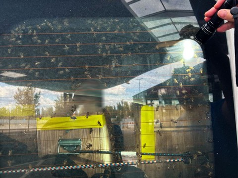 TG: fourgon intercepté à la douane avec 40 colonies d'abeilles