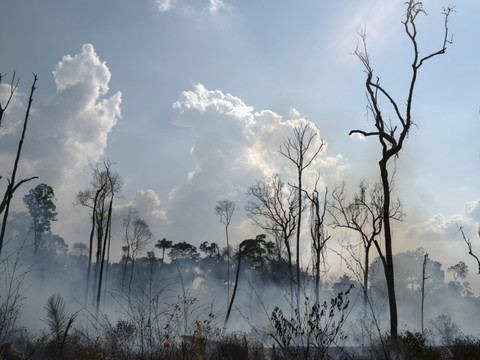 Des feux historiquement bas en 2025 en Amazonie brésilienne