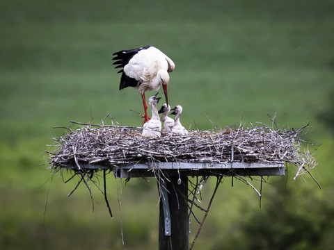 Le nombre de cigognes en Suisse a presque décuplé en 25 ans