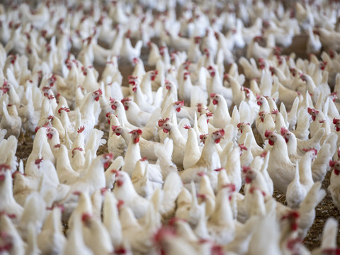 Une pétition veut mieux protéger les animaux et réviser la loi