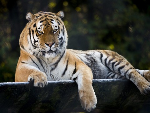 Tinka, la tigresse emblématique du zoo de Servion, est morte