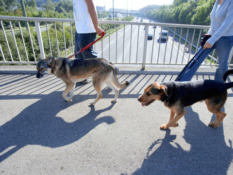 A Chiasso, les propriétaires de chiens doivent nettoyer leur urine