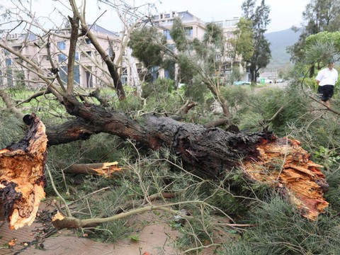 Des vents violents en Chine et à Hong Kong après le passage de Noul