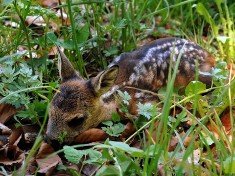 Environ 7600 faons ont été sauvés de la mort grâce à des drones