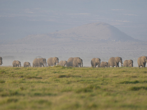 Le Kenya enquête sur la mort de 15 éléphants en un mois