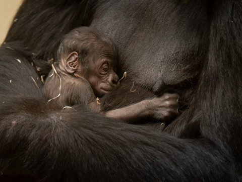 Naissance d'un bébé gorille au zoo de Zurich