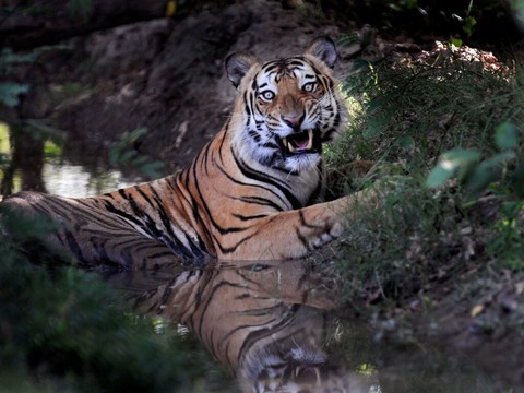 La population de tigres continue d'augmenter au Népal
