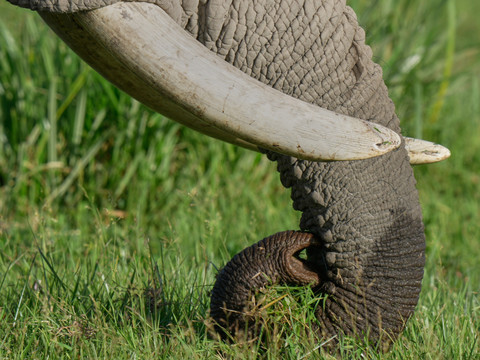 Kenya: le décès de 15 éléphants attribué à du cyanure