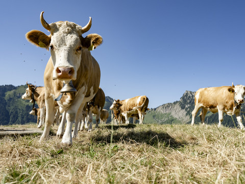 Un nouveau virus détecté chez des bovins suisses
