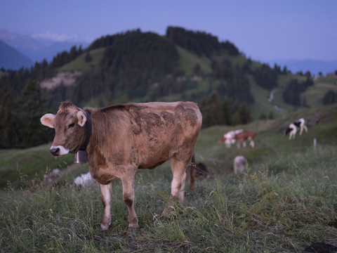 Un nouveau virus détecté chez des bovins suisses