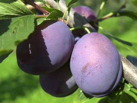 Les fruiticulteurs s'attendent à une bonne récolte de pruneaux
