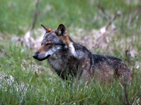 Les attaques de loups aux Grisons en net recul à fin juillet