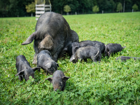 Le cochon noir des Alpes reconnu comme une race autochtone