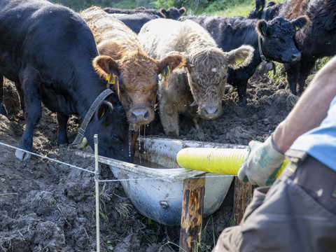 Près d'un tiers de vaches abattues en plus en juin et juillet