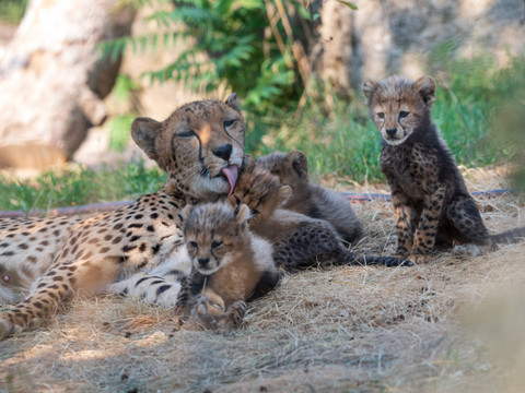 Naissance de sextuplés chez les guépards du zoo de Bâle