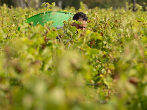 Vendanges 2026 à Bordeaux: une précocité 