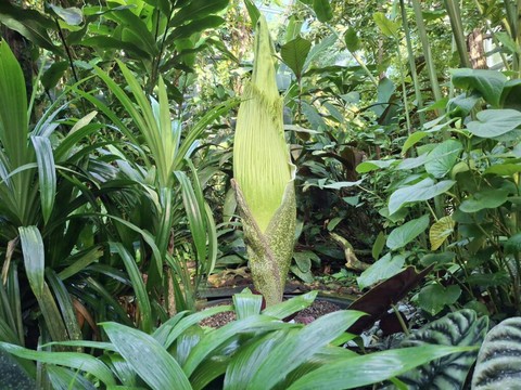 Un Arum titan sur le point de fleurir au jardin botanique de Bâle