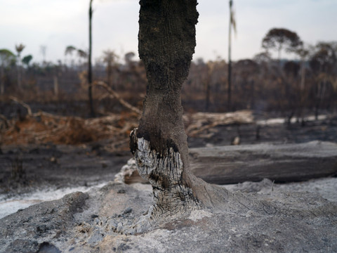 Brésil: la déforestation au plus bas sur un an en Amazonie