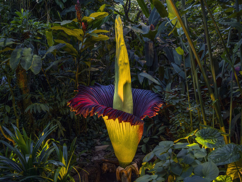 Bâle: une rare titanophille fleurit cette nuit au Jardin botanique