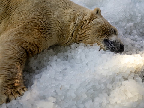 Ne réveillez pas un ours qui dort: grosse amende pour un indélicat