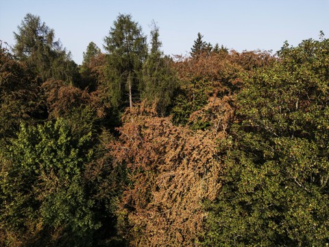 La sécheresse transforme la forêt en zone à risques