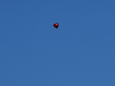 De Berlin à Bialowieza, un petit ballon parcourt 900 kilomètres