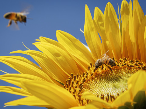 L'abeille mellifère sauvage est en danger en Europe