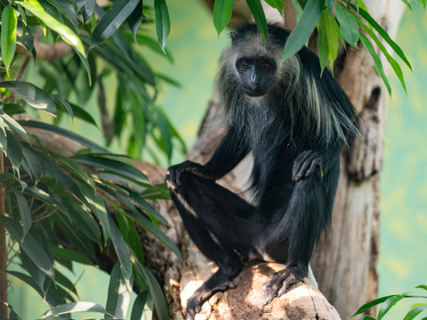 Des colobes magistrats, singes très menacés, au zoo de Zurich