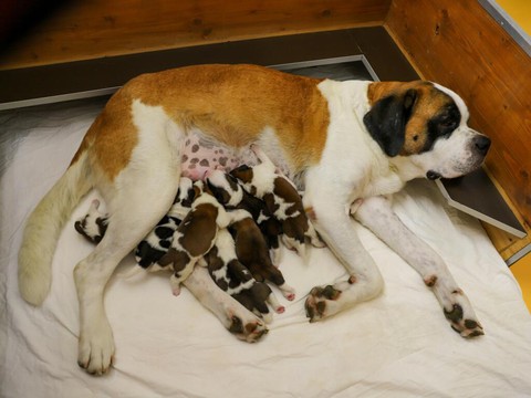 Huit petits saint-bernard sont nés le 11 août à Martigny (VS)