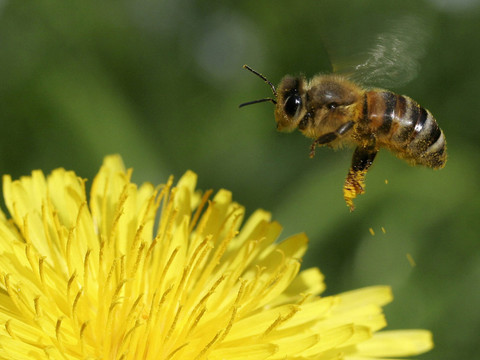 Le recul des glaciers pourrait impacter la santé des abeilles