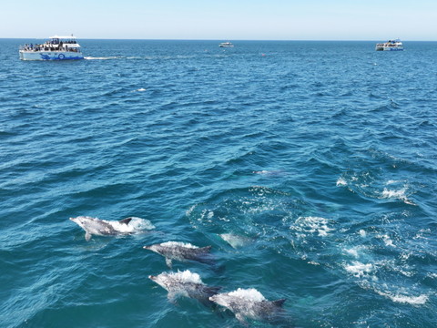 Les océans mondiaux ont enregistré samedi un record de température