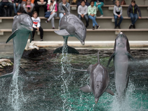 Le zoo de Beauval renonce à accueillir des dauphins