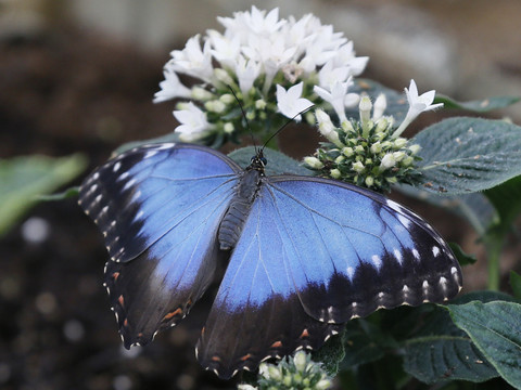 Les fortes chaleurs ternissent l'éclat du papillon morpho