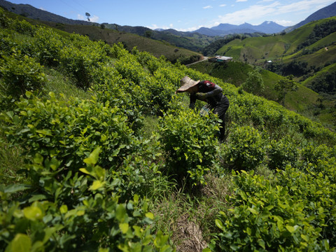 Colombie: épandage de glyphosate sur les champs de coca