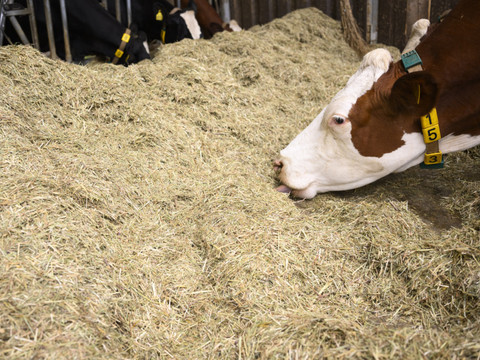 Face à la pénurie, la Suisse puise dans ses réserves de fourrage
