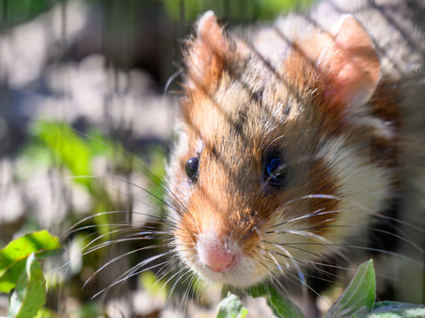 Japon: arrestation d'un tueur en série de hamsters