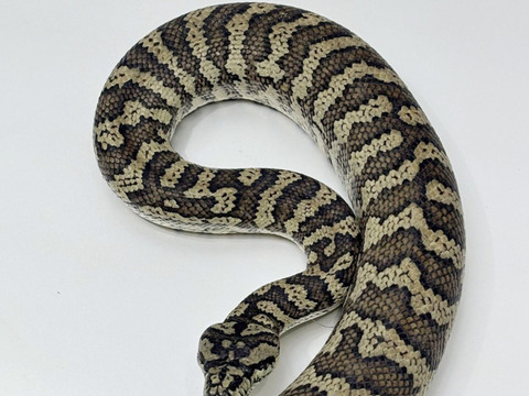 Un python de 3 mètres 