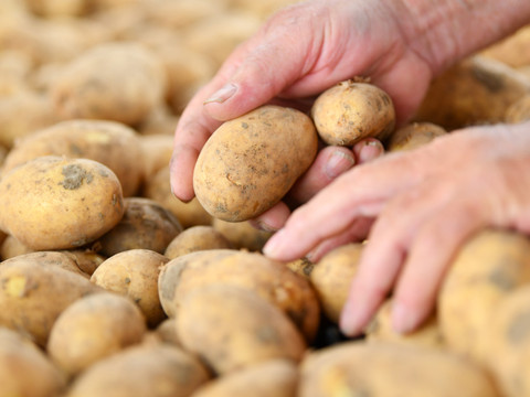 Maigre récolte estivale de pommes de terre