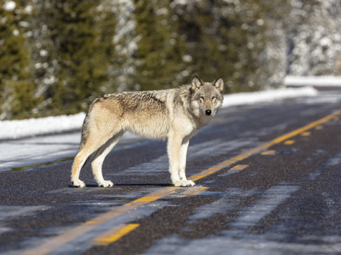 Trump veut à nouveau retirer les protections accordées aux loups