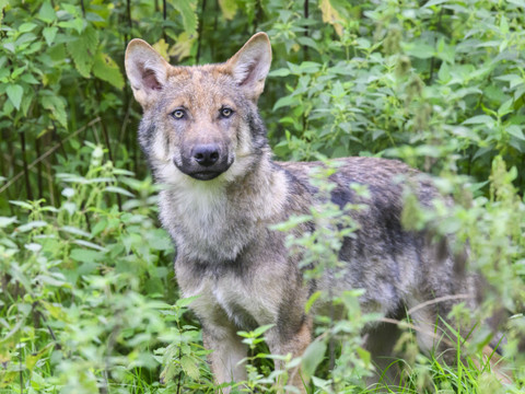 Le Valais demande l'éradication complète de deux meutes de loups