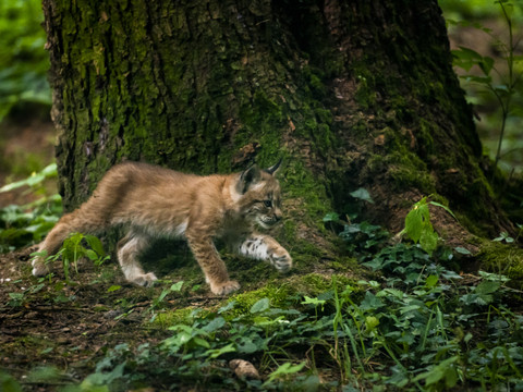Les lynx colonisent le Plateau suisse malgré les dangers
