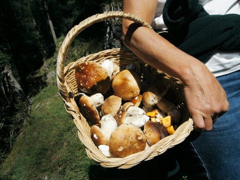 Champignons: plus de cueilleurs, mais moins de points de contrôle